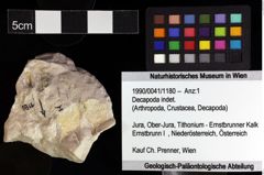 Foto (Objket + Etiketten) von Decapoda indet. 